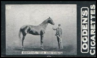 02OGID 101 Kendal Sea Air Colt